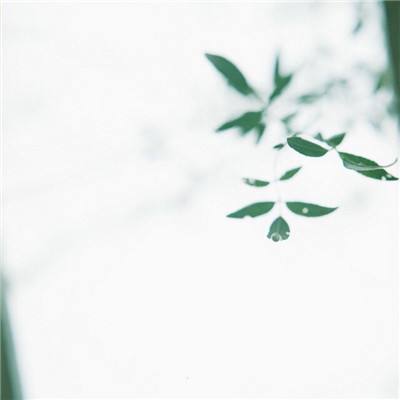 是猫咪就往上走最新版下载